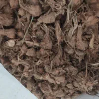 پیاززعفران داخل زمین بفروش می‌رسد