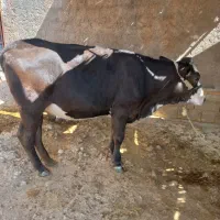 دو عدد گوساله