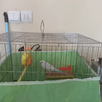 مرغ عشق و طوطی برزیلی|پرنده|کرمانشاه, |دیوار