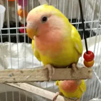 طوطی برزیلی|پرنده|بندر امام خمینی, |دیوار