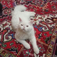 حیوانات|گربه|تبریز, |دیوار