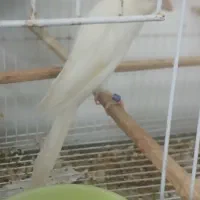 قناری رسمی نر|پرنده|قائم‌شهر, |دیوار