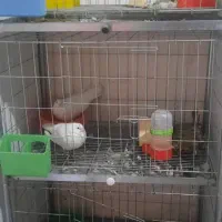 قفس جفت گیری