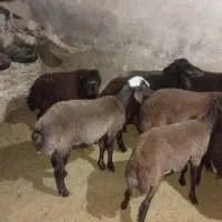 بر ه نر همو