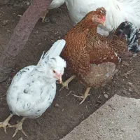 مرغ گلین|حیوانات مزرعه|فریدونکنار, |دیوار