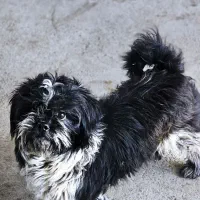 پاکوتاه دزدیده شده