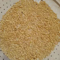 گندم دیم