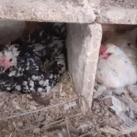 مرغ خروس گلین پنگوئنی|حیوانات مزرعه|اردبیل, |دیوار