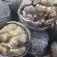 فروش گردو در نمایشگاه|خوردنی و آشامیدنی|بادرود, |دیوار