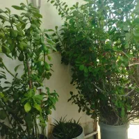 گل‌های شاداب و سالم