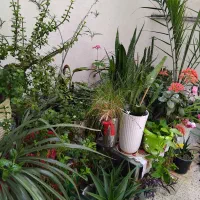 گل وگیاه زیبا