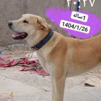 سرابی کاملا سالم