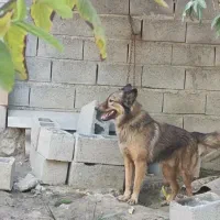 فروش سگ ژرمن اصیل نگهبان