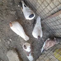 کفتر افغانی|پرنده|تهران, شهرک ابوذر|دیوار