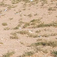 فروش زمین ۲۲۰ متری در کوی کارکنان