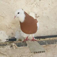 همه رقم|پرنده|اقبالیه, |دیوار