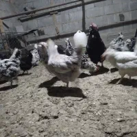 تخم مرغ گلین