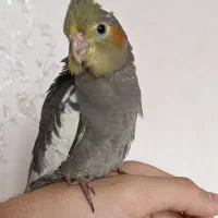 عروس هلندی|پرنده|فردیس, شهرک شهید حسینی|دیوار