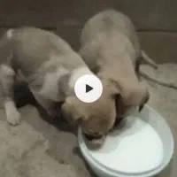 سلام دوتا توله سگ