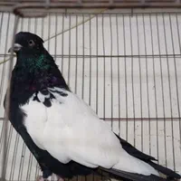 ۷سینه سیاه از سه پره تا سربند اومده +سینه تافته ای|پرنده|مرودشت, ابوذر شمالی‎|دیوار