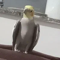 عروس هلندی نر سخنگو