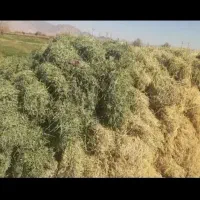 فروش بیده دست پیچ