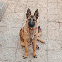 توله ۷ ماهه ژرمن ایکس|سگ|اردبیل, |دیوار