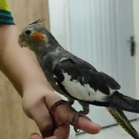 جوجه عروس هلندی