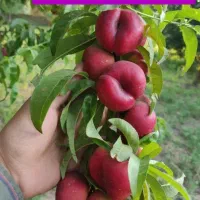 فروش انواع نهال های مثمر و غیر مثمر|خدمات باغبانی و درختکاری|رشت, منظریه|دیوار