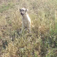 سگ سرابی
