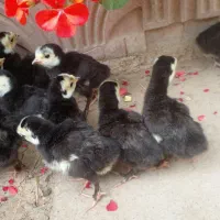 جوجه غاز و جوجه بوقلمون محلی مشکی|حیوانات مزرعه|گلوگاه بابل (گلیا), |دیوار