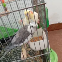 عروس هلندی