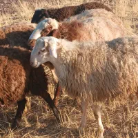 کاور نر گوشتی|حیوانات مزرعه|دهگلان, |دیوار