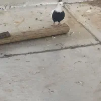 دمسیا ماده|حیوانات|همدان, |دیوار