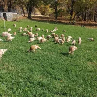بوقلمون بوربون ماده (قەلە می سوور)