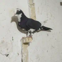 رسمی. شازده و..|پرنده|کرمان, |دیوار