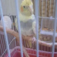 عروس هلندی دونخور از دست دون می گیره نره