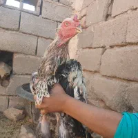 خروس لاری|حیوانات مزرعه|نیشابور, خط کاشمر|دیوار