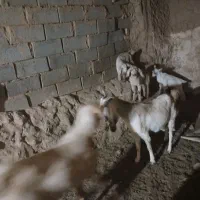 بز‌‌فروشی