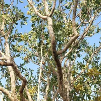 زمین پسته زار ۲۰۰۰ مترمربع ، بفروئیه میبد|فروش دفتر صنعتی، کشاورزی، تجاری|یزد, |دیوار