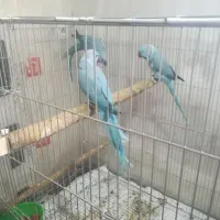 طوطی ملنگو ابی|پرنده|گرگان, |دیوار