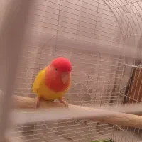 فروش یک جفت کوتوله خاص به شدت مولد باتمامی لوازم|پرنده|سبزوار, قصبه اب یمین|دیوار