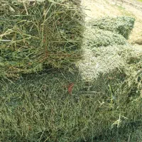 یونجه|خدمات باغبانی و درختکاری|ماهیدشت, |دیوار