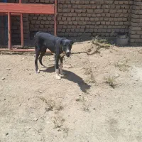 واگزاری توله لاس|سگ|اصفهان, شفق|دیوار