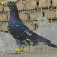 7عدد کرمونی و ساده و کله و سرخ و سار