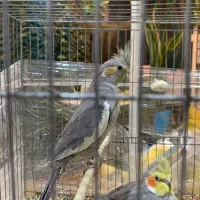 معاوضه با جفت کبوتر|پرنده|تهران, تهرانسر غربی|دیوار