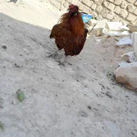 ۲عدد خروس پاکوتا