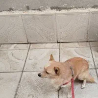 پاکوتاه|سگ|اهر, |دیوار