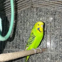 معاوضه مرغ عشق انگلیسی با مینا ماده|پرنده|تهران, بهمن یار|دیوار