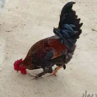 خروس و مرغ محلی
